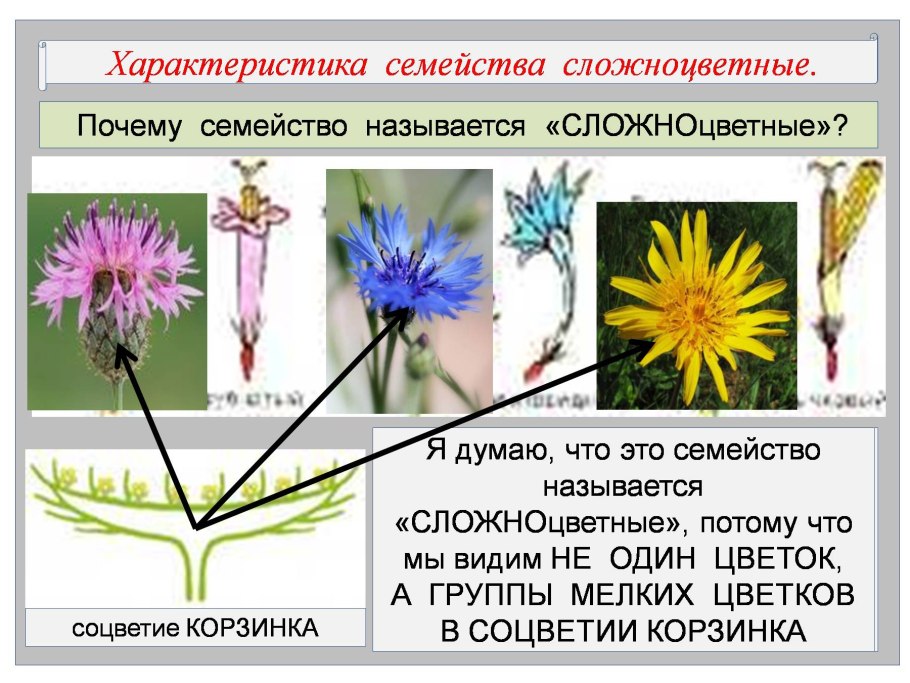 Характеристика семейства Сложноцветные 6 класс биология