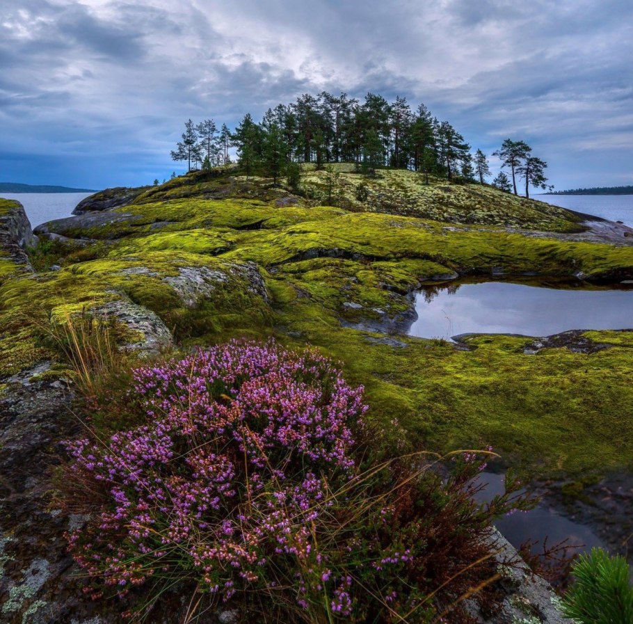 Вереск в Карелии