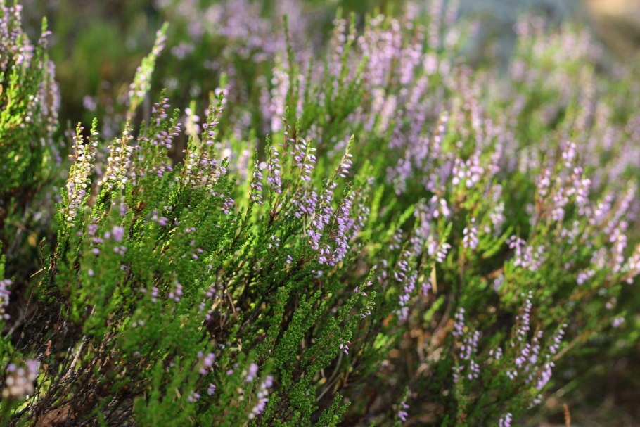 Ягода Чукотки Шамша