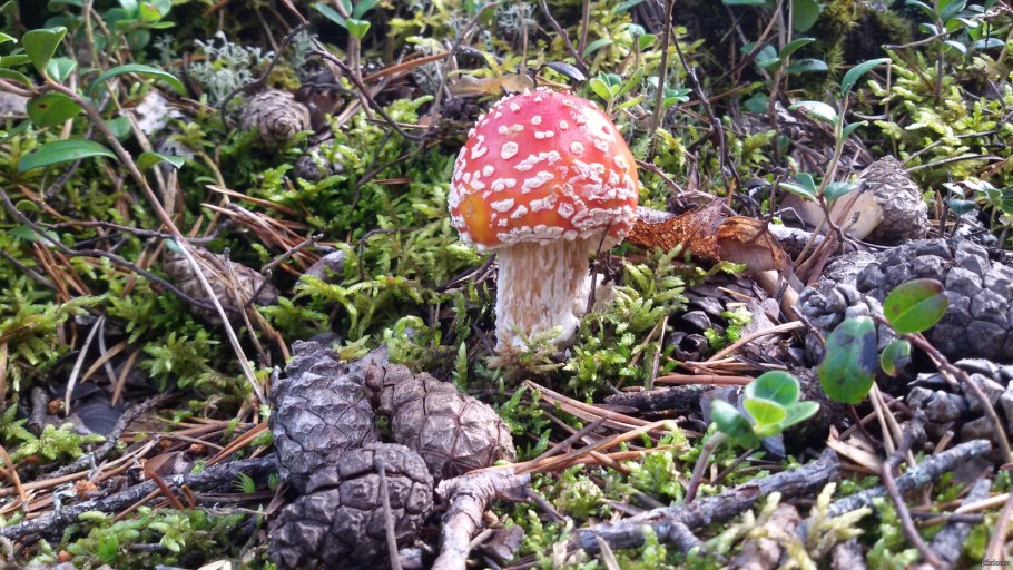 Северная Карелия растительность