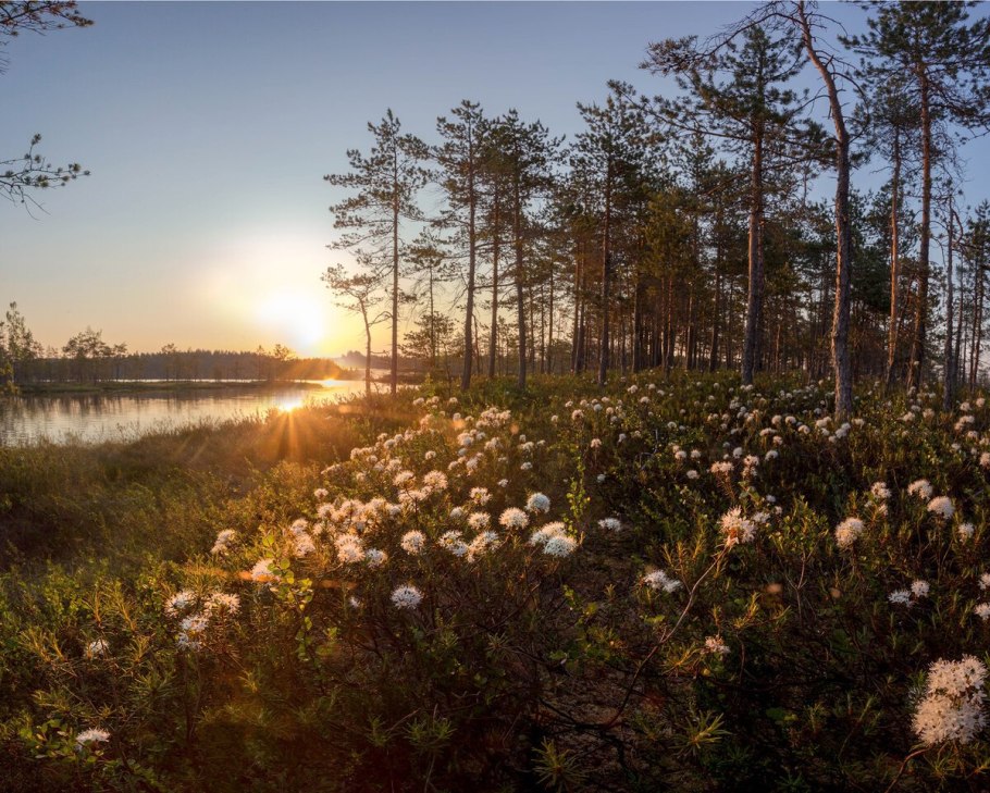 Федор Лашков Ленинградская область