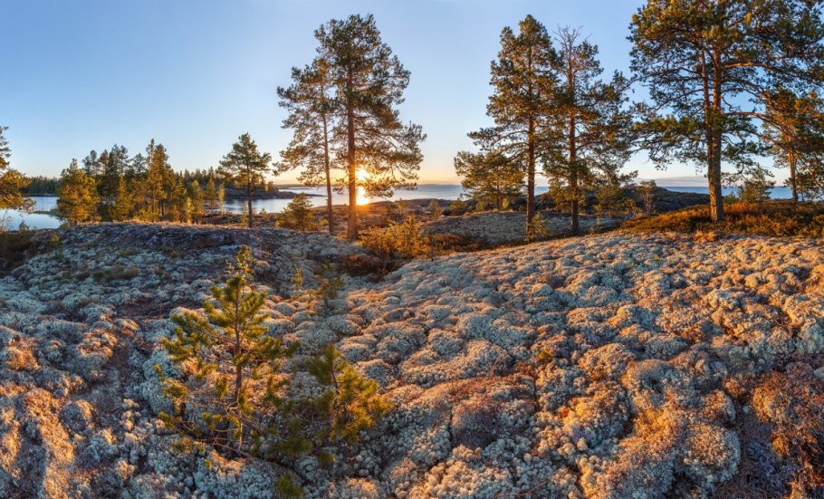 Полевая трава Карелии