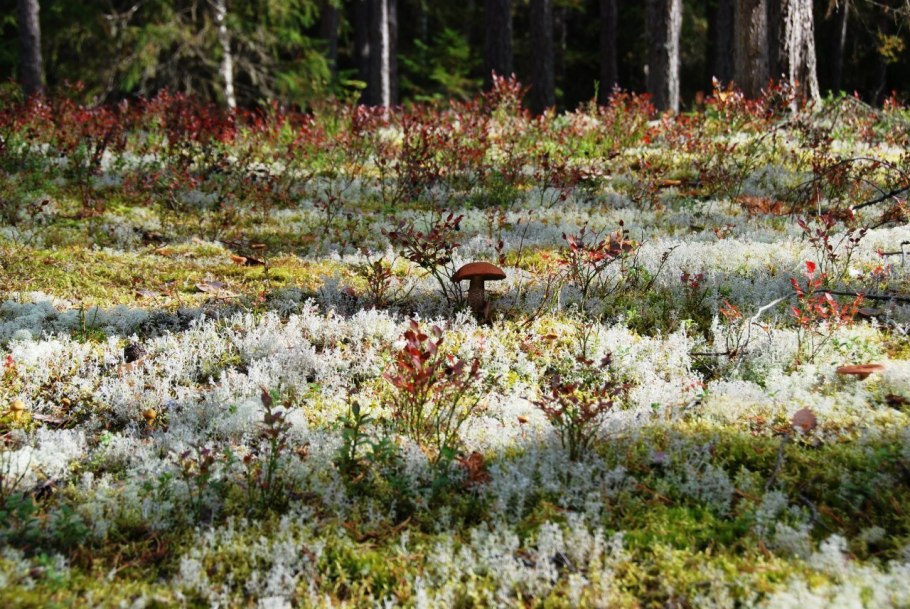 Природа Карелии брусника