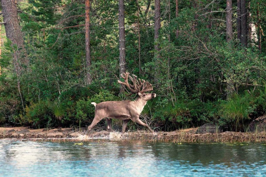 Ладожские шхеры Флора