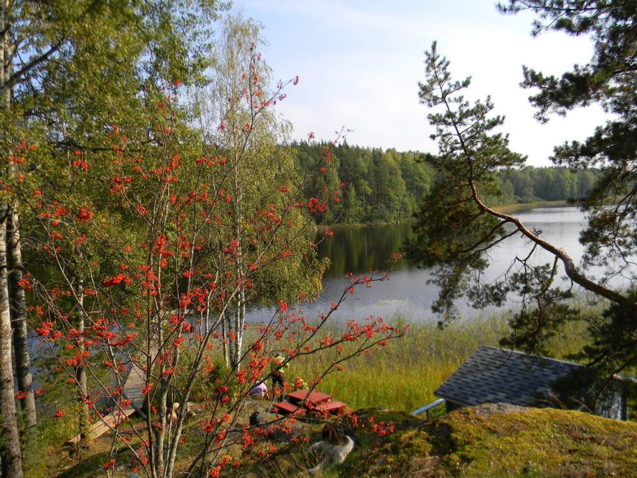 Полевая трава Карелии