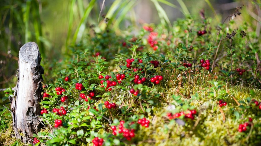 Ягоды Карелии вороника