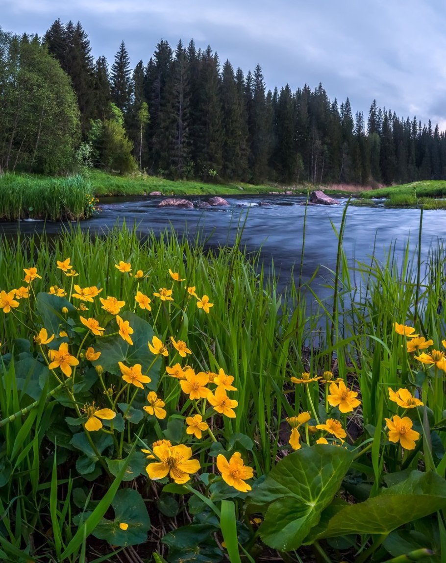 Вереск цветок Лесной