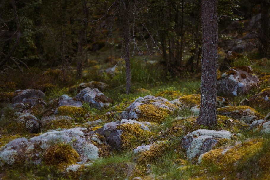 Растения Карелии