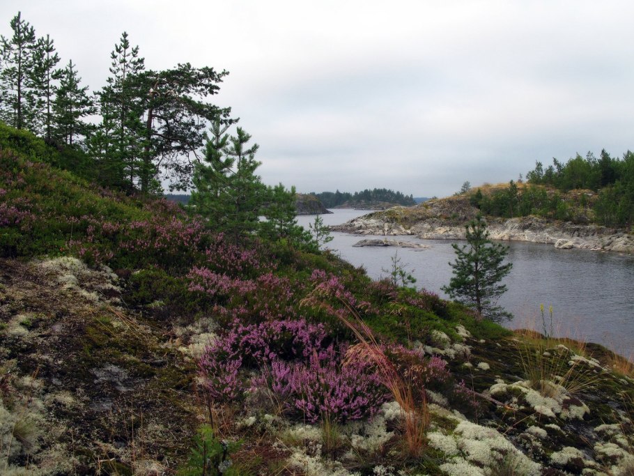 Цветущая карельская брусника