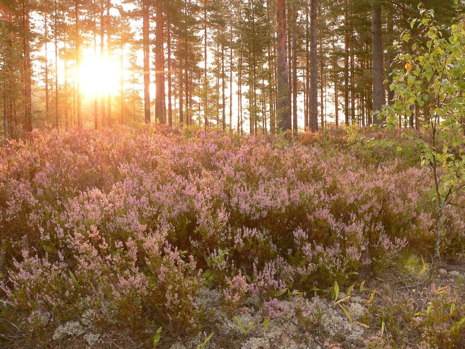 Вересковая Пустошь Карелия