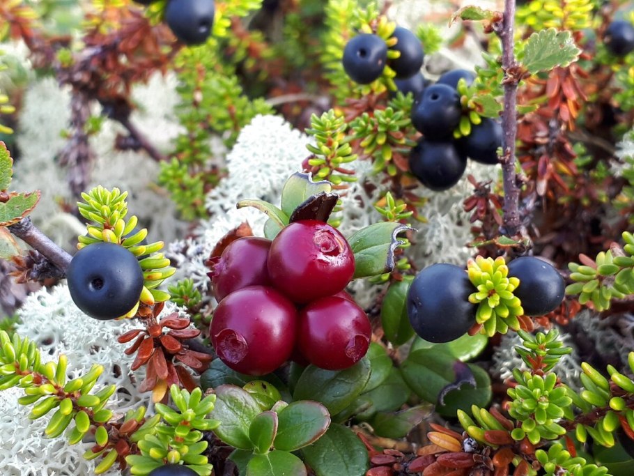 Карельские кустарнички