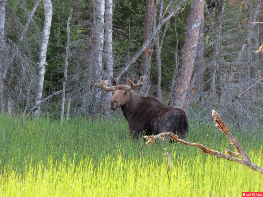 Карелия природа 2022