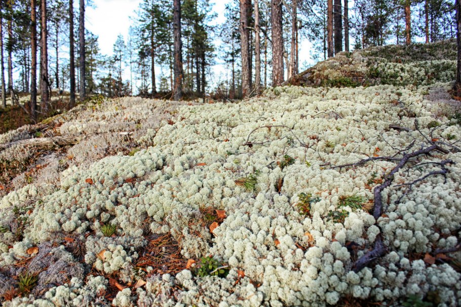 Клюква Болотная