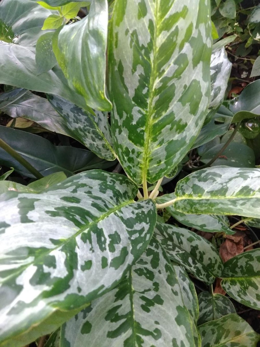 Аглаонема Пикок Павлин