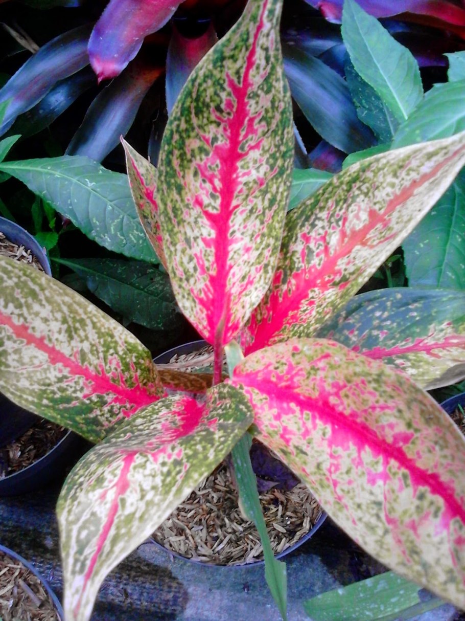 Аглаонема Маракот