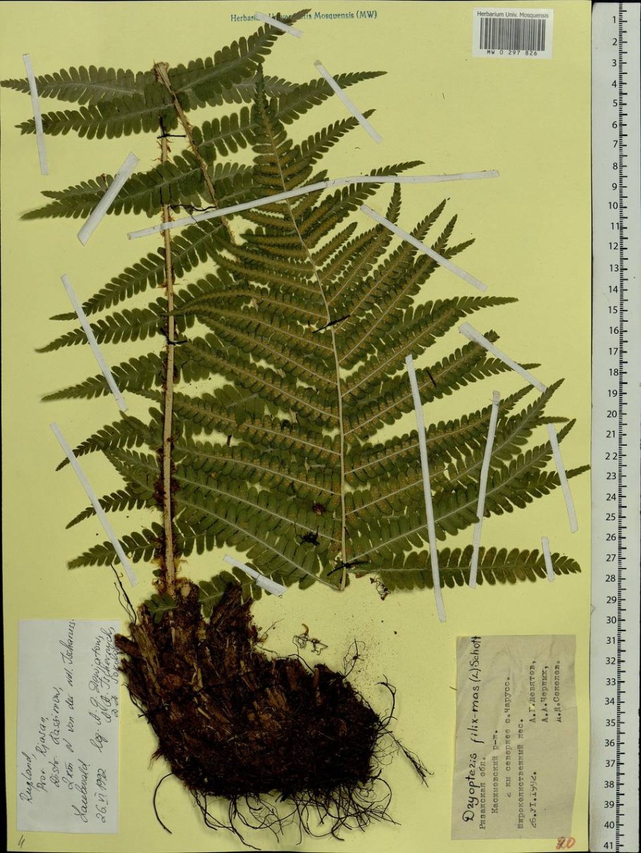 Щитовник корневищный