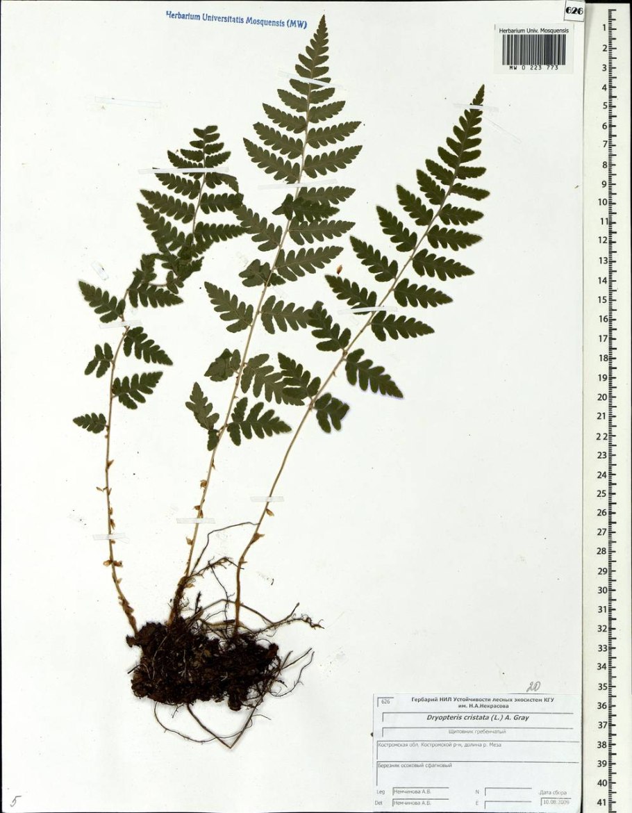 Щитовник чернеющий