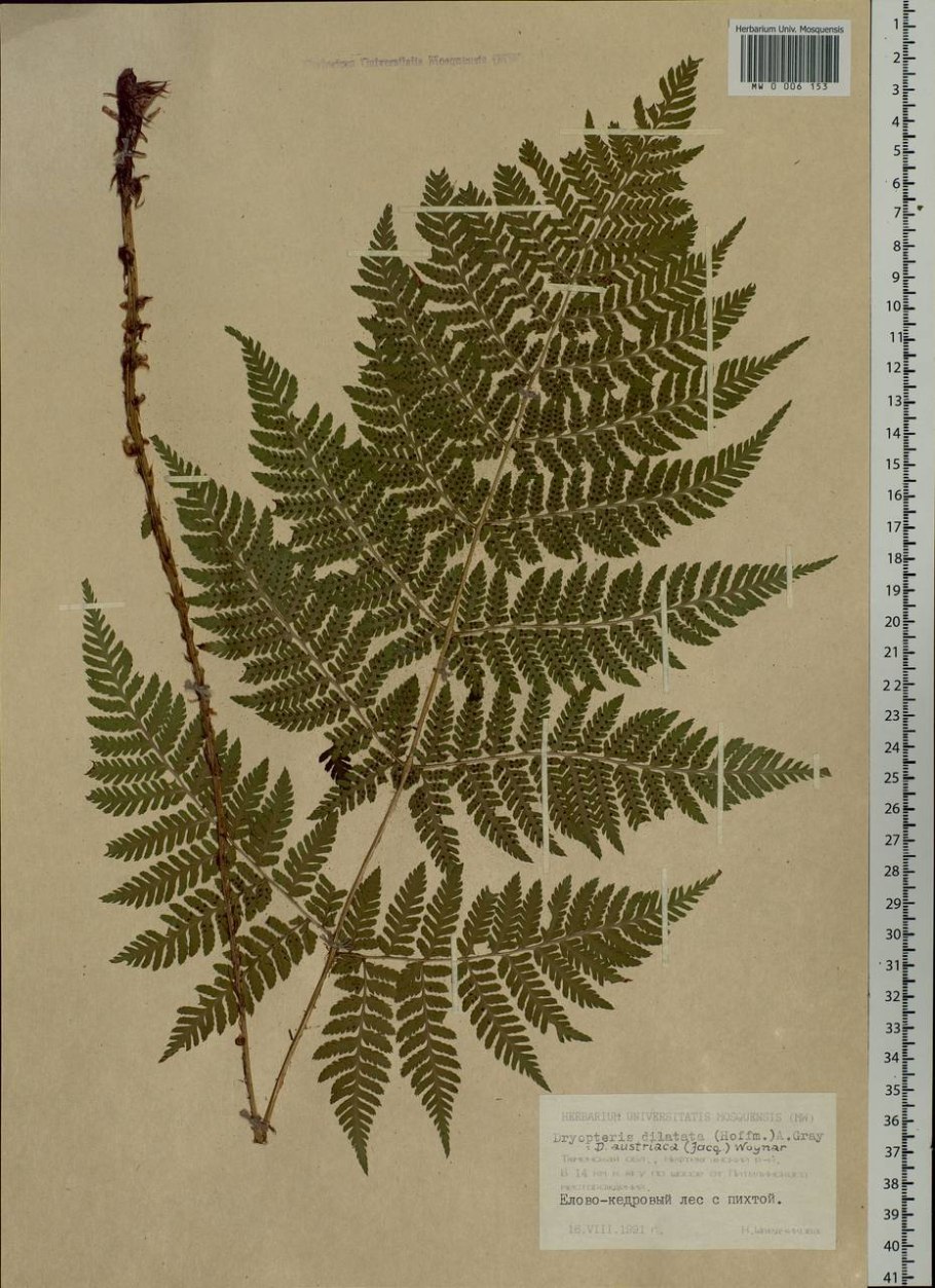 Щитовник dryopteris affinis