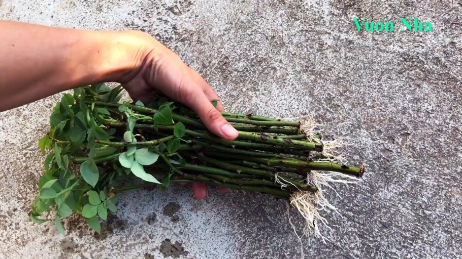 Черенки сирени в воде