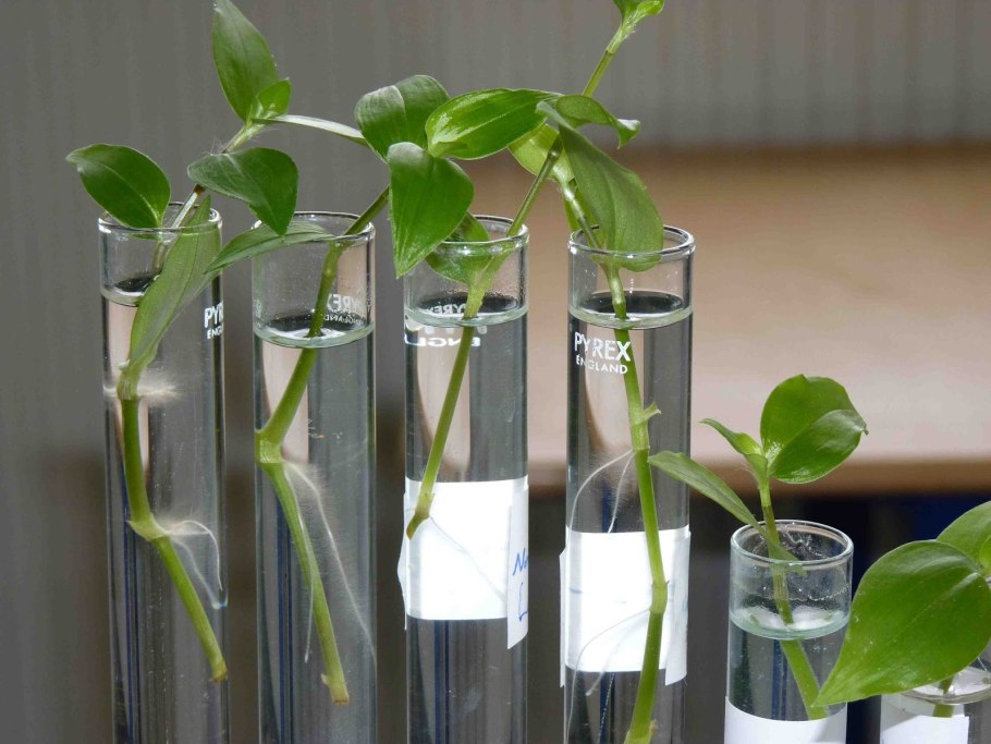 Иглица Колхидская