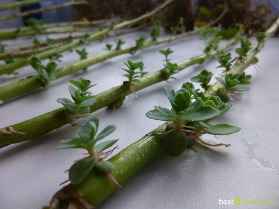 Кильчевание черенков туи