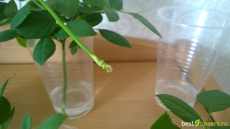 Черенок рододендрона