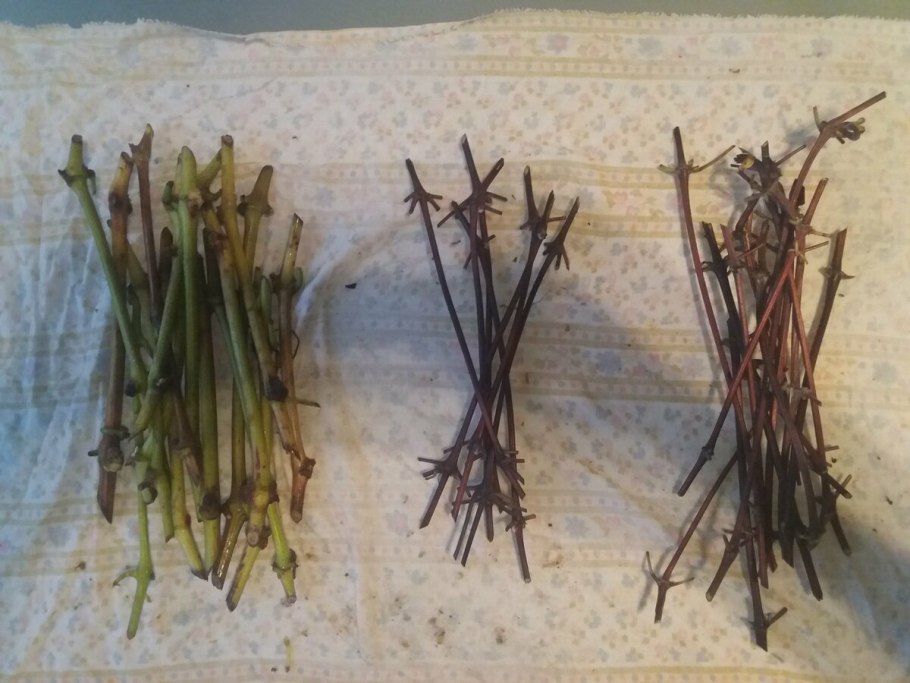 Колхидская иглица Кавказа