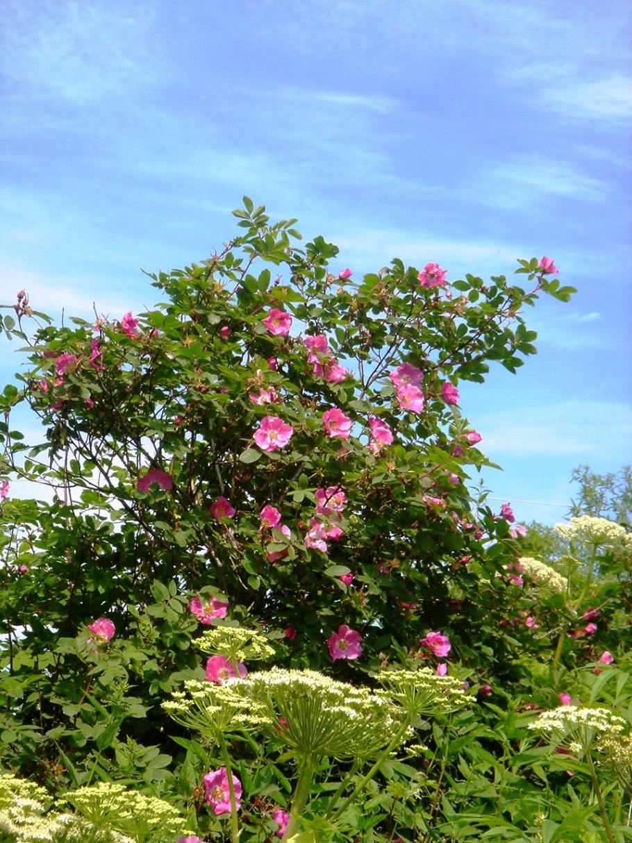 Дикая роза шиповник куст