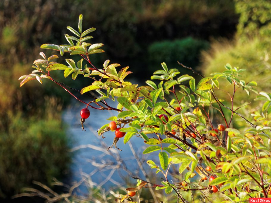 Шиповник в дикой природе