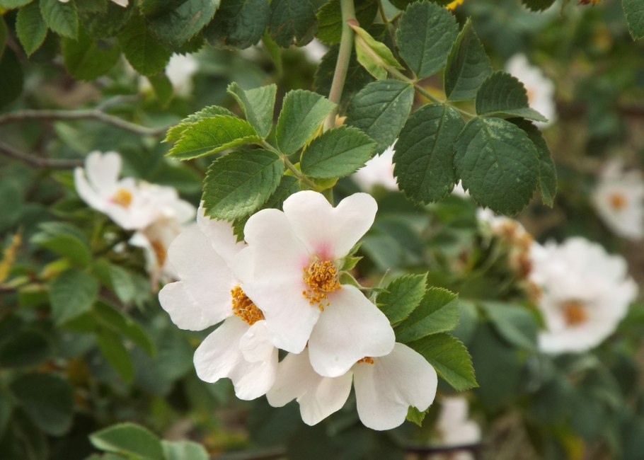 Дикий шиповник