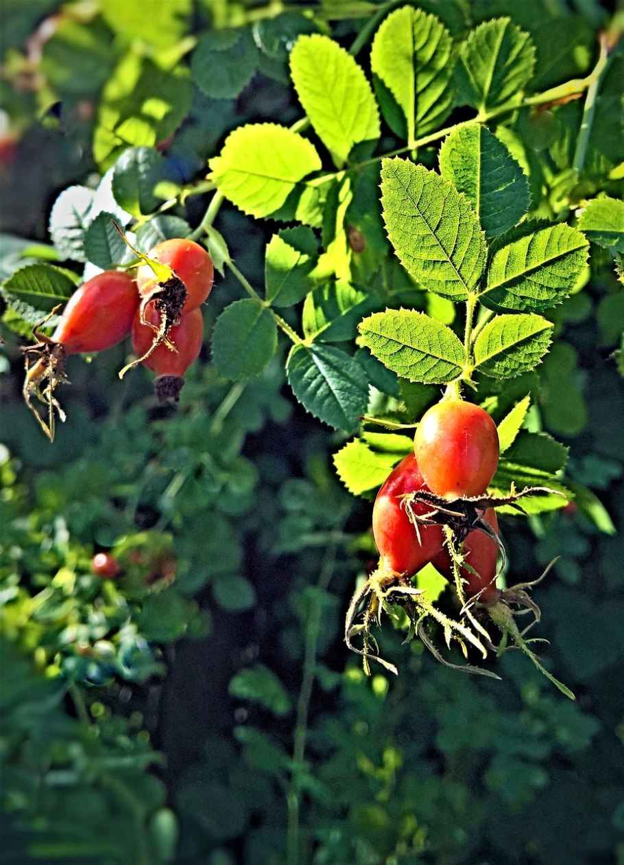 Шиповник Каролинский