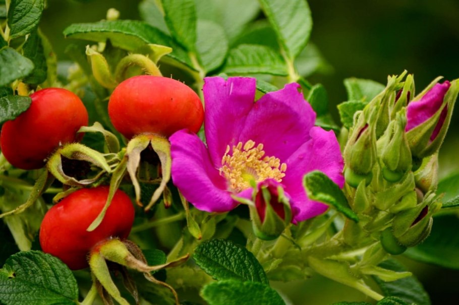 Шиповник Дальневосточный