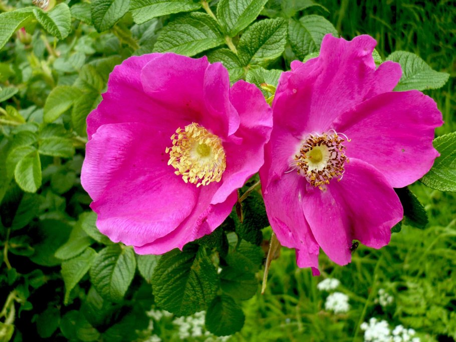 Шиповник волосистый