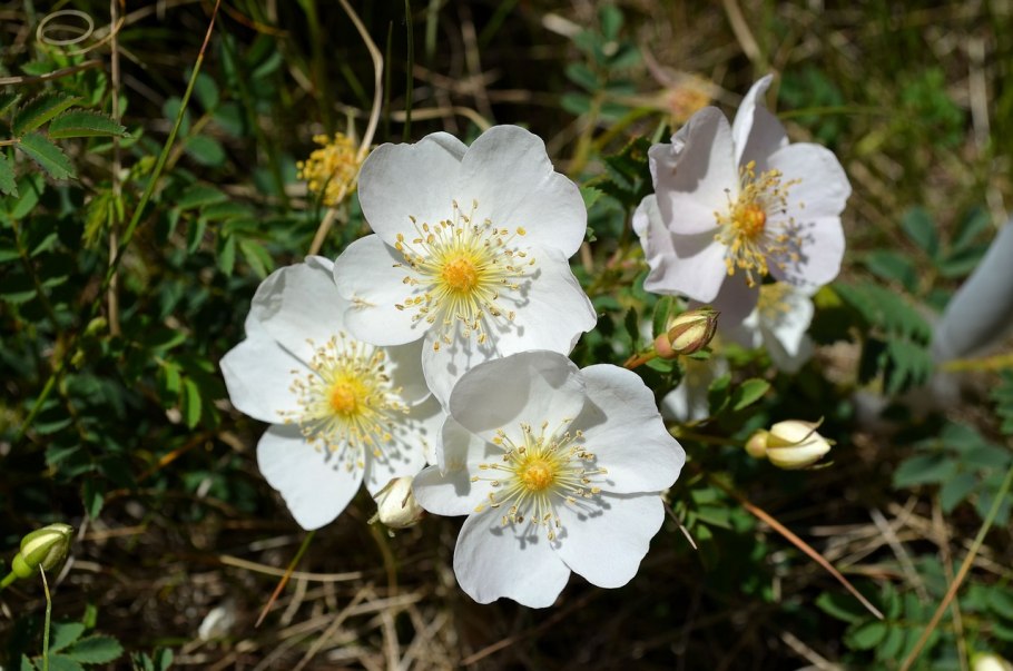 Дикая роза шиповник куст
