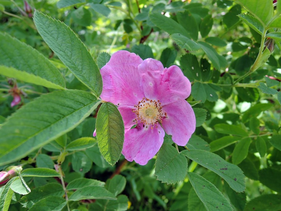 Rosa Canina роза