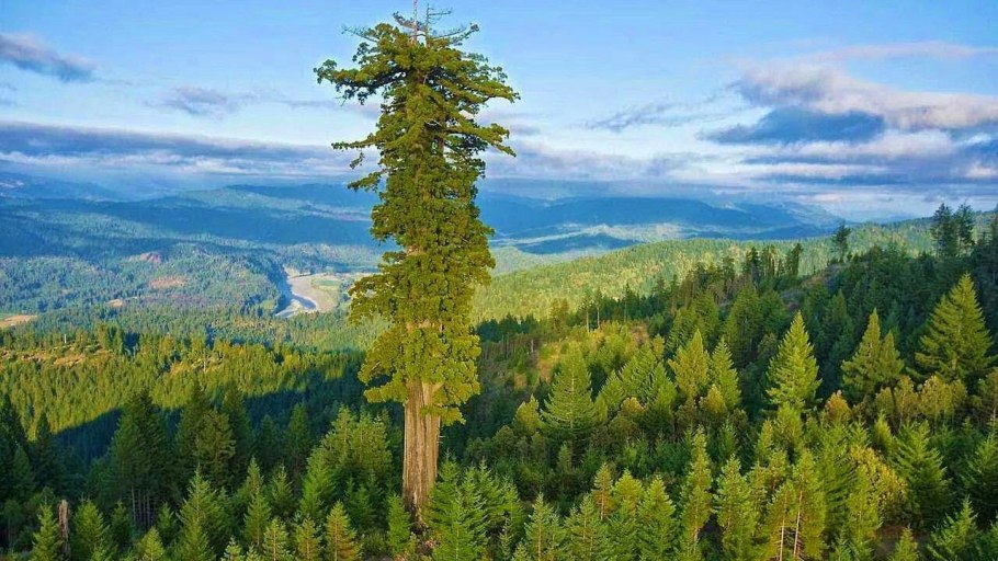 Секвойя дерево Гиперион