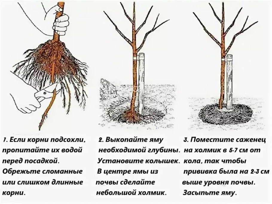 Корневая шейка саженца груши