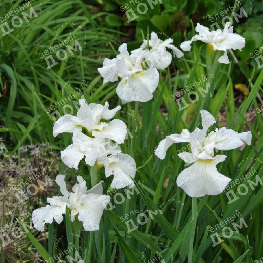 Iris pseudacorus рисунок