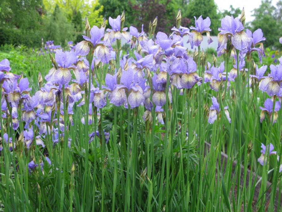 Ирис сибирский блю кинг