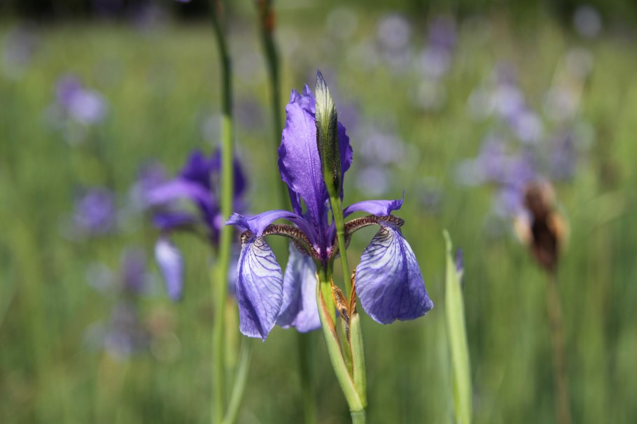 Iris Germanica Rimfire