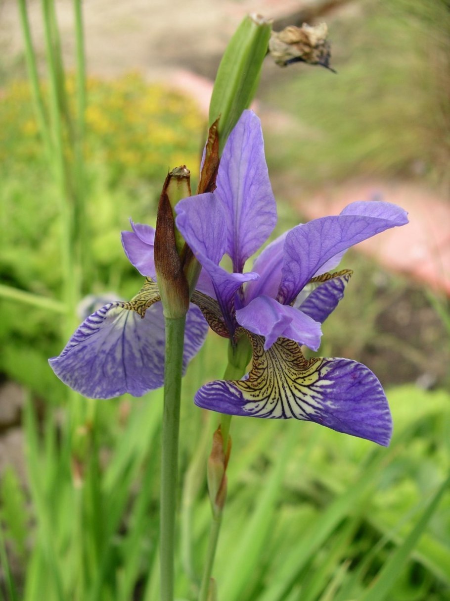 Ирис сибирский iris sibirica