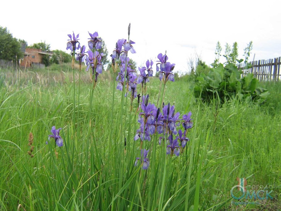 Ирис Сибирский тонколистный