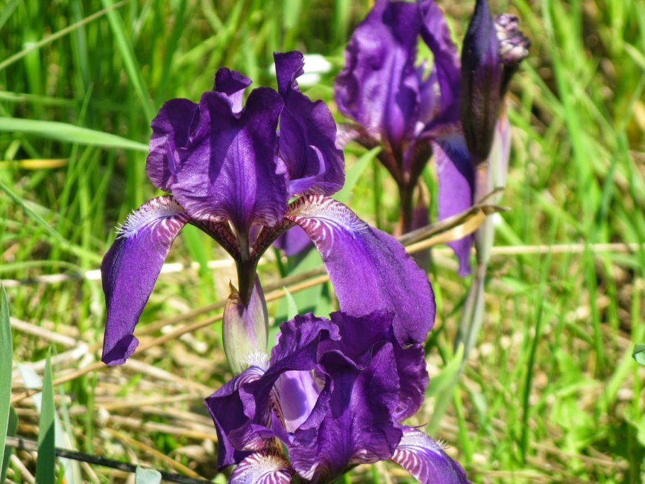 Ирис тонколистный