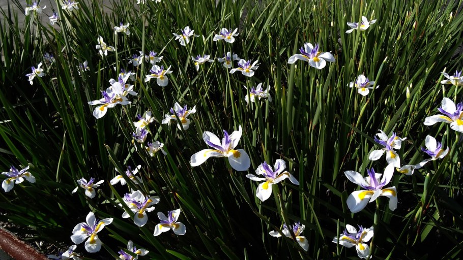 Ягоды ириса