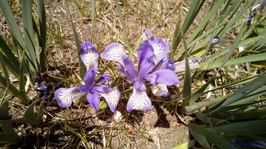 Луг с голубыми цветами