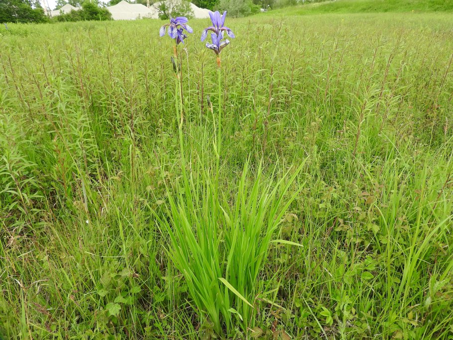 Сибирские ирисы корневище