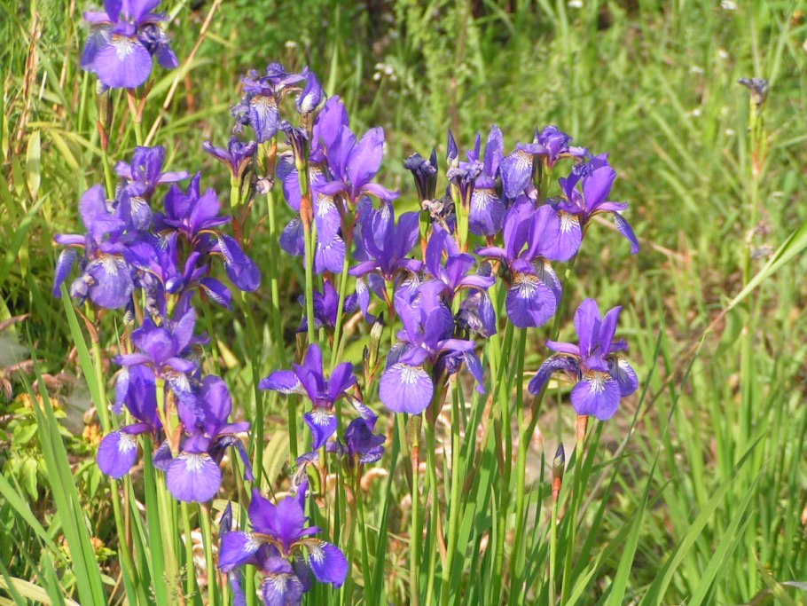 Ирис касатик сибирский