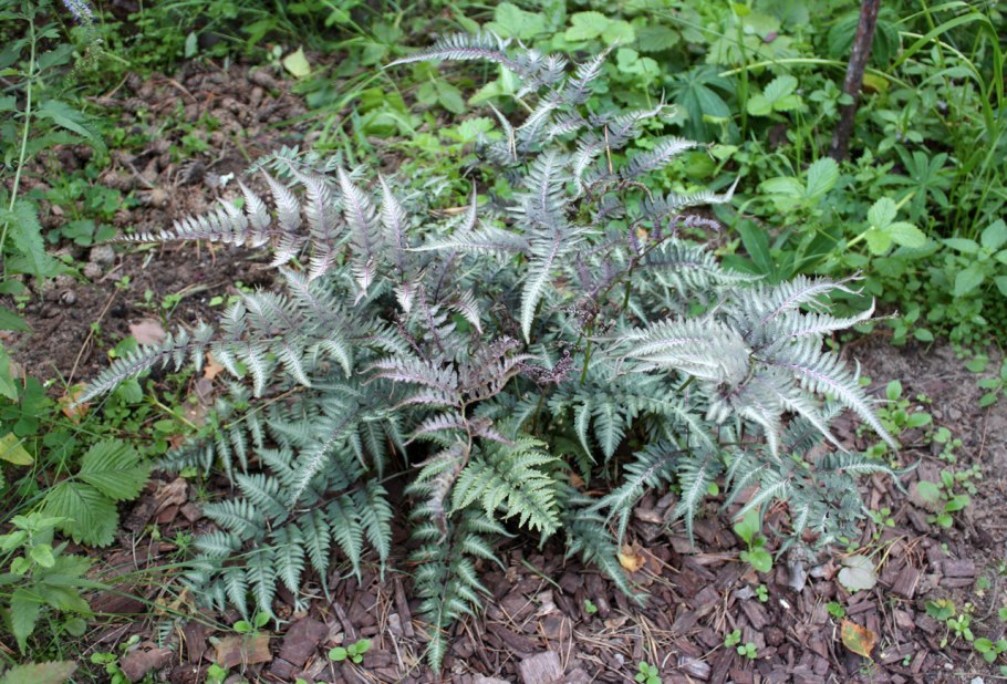 Папоротник Athyrium vidalii