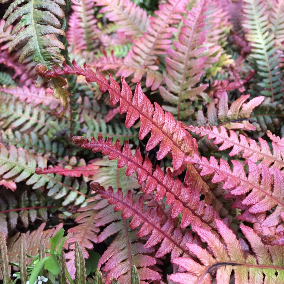 Папоротник Athyrium niponicum "pictum