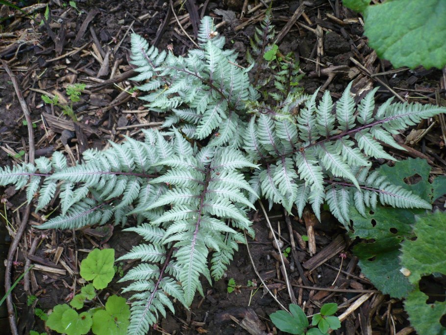 Athyrium niponicum pictum